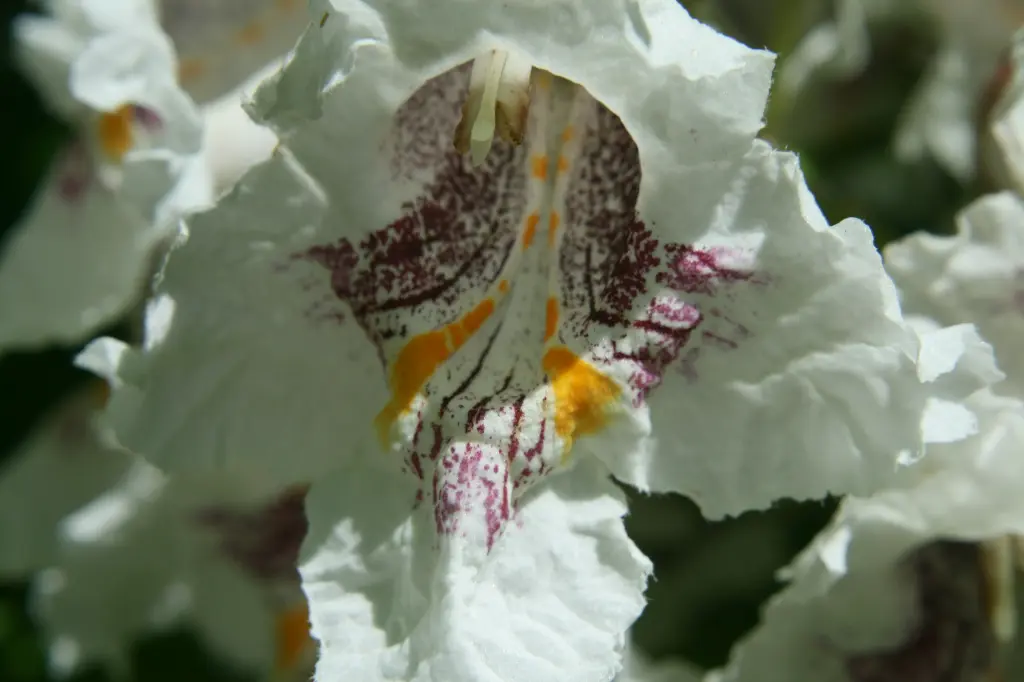 unsplash_1okrcCuTGTs_catalpa.jpg.webp