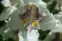 unsplash_1okrcCuTGTs_catalpa.jpg.webp
