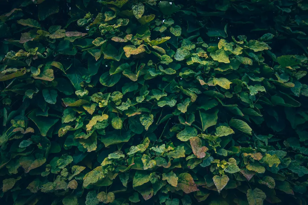 unsplash_TNuREw2p_8U_catalpa.webp