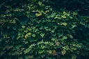 unsplash_TNuREw2p_8U_catalpa.webp
