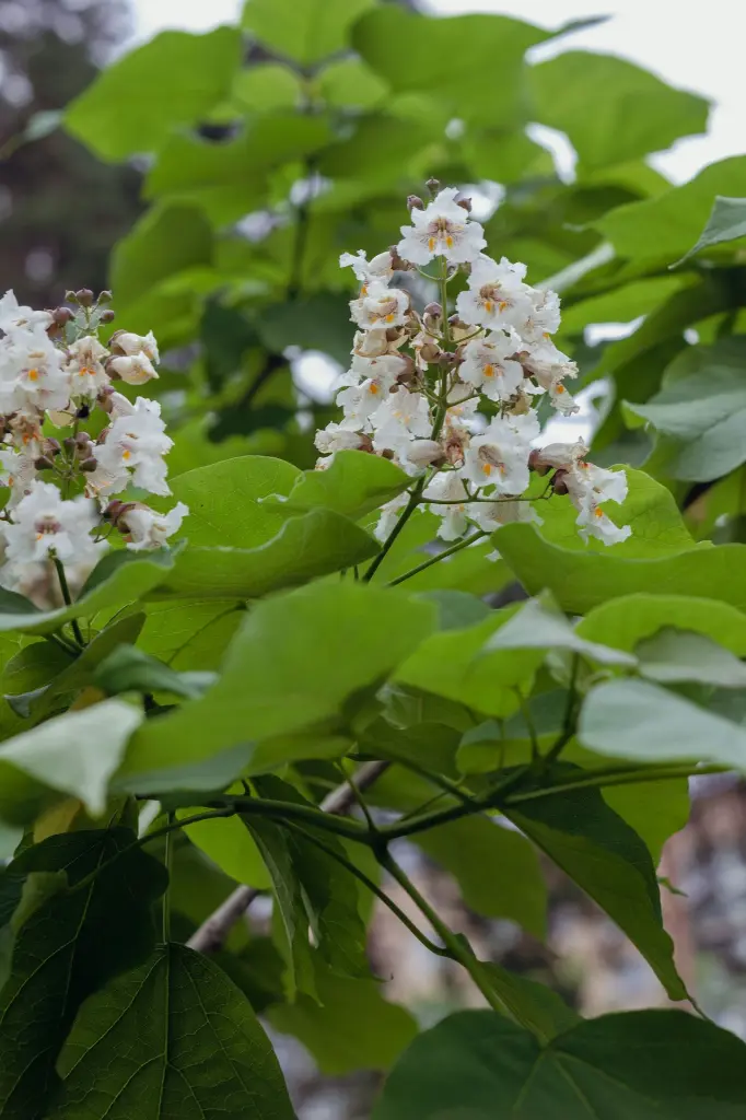 unsplash_damq-6nCGi8_catalpa.webp