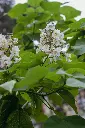 unsplash_damq-6nCGi8_catalpa.webp