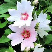 Lavatera Baby Barnsley fleurs