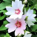 Lavatera Baby Barnsley fleurs