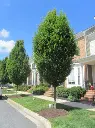 Carpinus betulus Fastigiata.webp