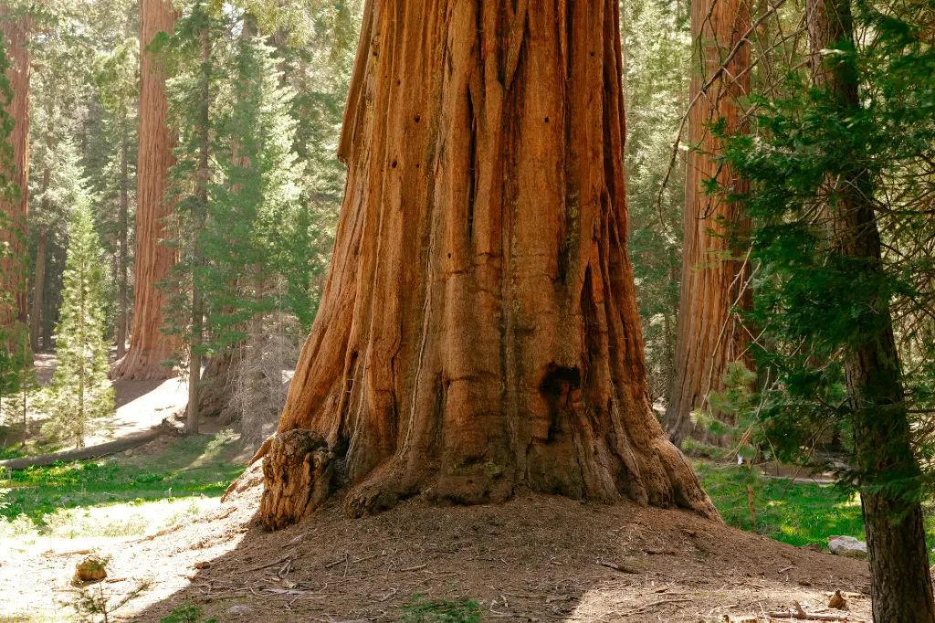 unsplash_BWrjO0QkI8Y_sequoia.webp