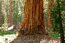 unsplash_BWrjO0QkI8Y_sequoia.webp