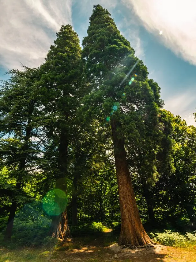 sequoia-giganteum-2.webp