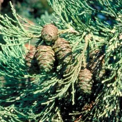 sequoia-giganteum-feuil.webp