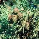 sequoia-giganteum-feuil.webp