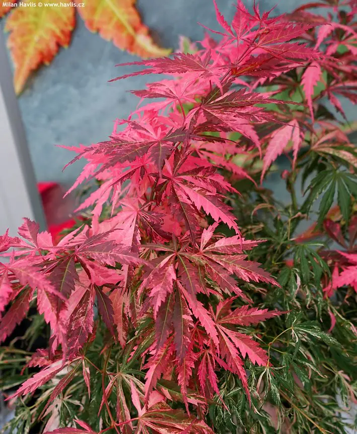 Acer palmatum Extravaganza-2.webp