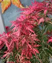 Acer palmatum Extravaganza-2.webp