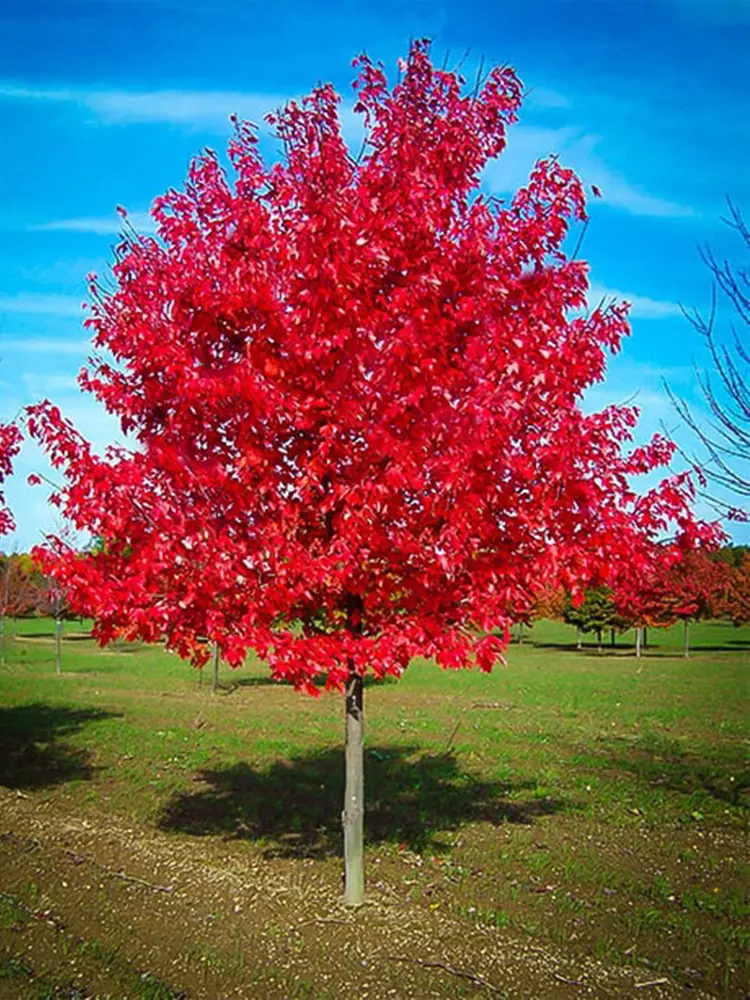 Acer rubrum Red Sunset.webp