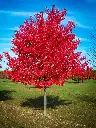 Acer rubrum Red Sunset.webp