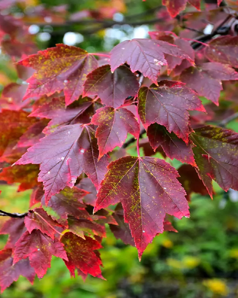 Acer rubrum Red Sunset-feui-2.webp