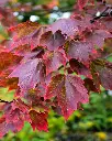 Acer rubrum Red Sunset-feui-2.webp