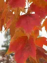 Acer rubrum Red Sunset-feui.webp