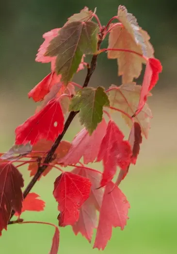 Acer rubrum Sun Valley-feuill-1.webp