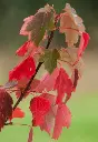 Acer rubrum Sun Valley-feuill-1.webp