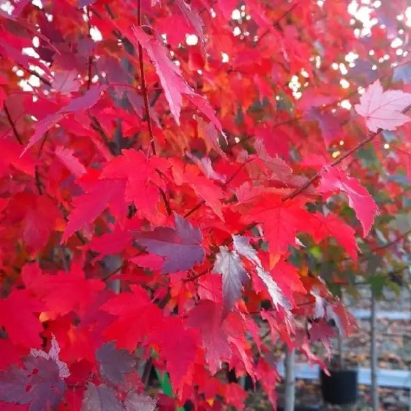 Acer rubrum Sun Valley-feuill-2.webp