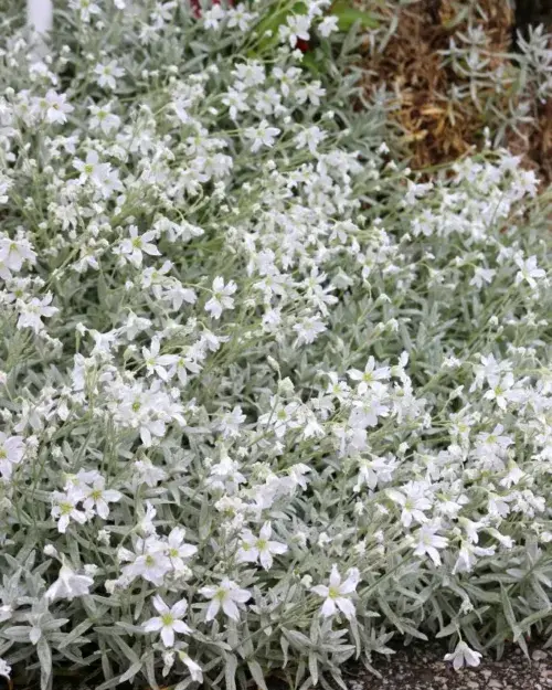 Cerastium tomentosum Silberteppich feuilles.webp