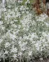 Cerastium tomentosum Silberteppich feuilles.webp