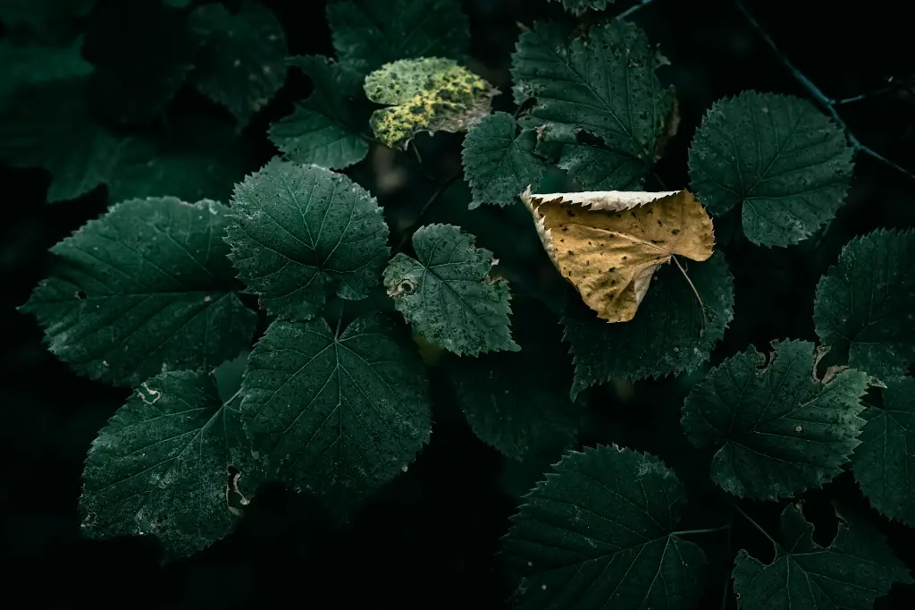 unsplash_mvNd5Rw79-s_tilia.jpg.webp