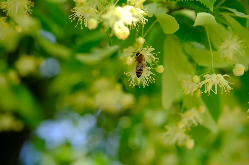 unsplash_Ys3abTaVFLE_tilia.webp