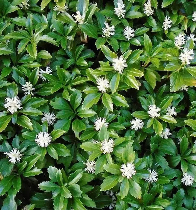 Pachysandra terminalis-fleurs.webp