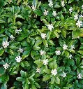 Pachysandra terminalis-fleurs.webp