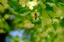 unsplash_Ys3abTaVFLE_tilia.webp