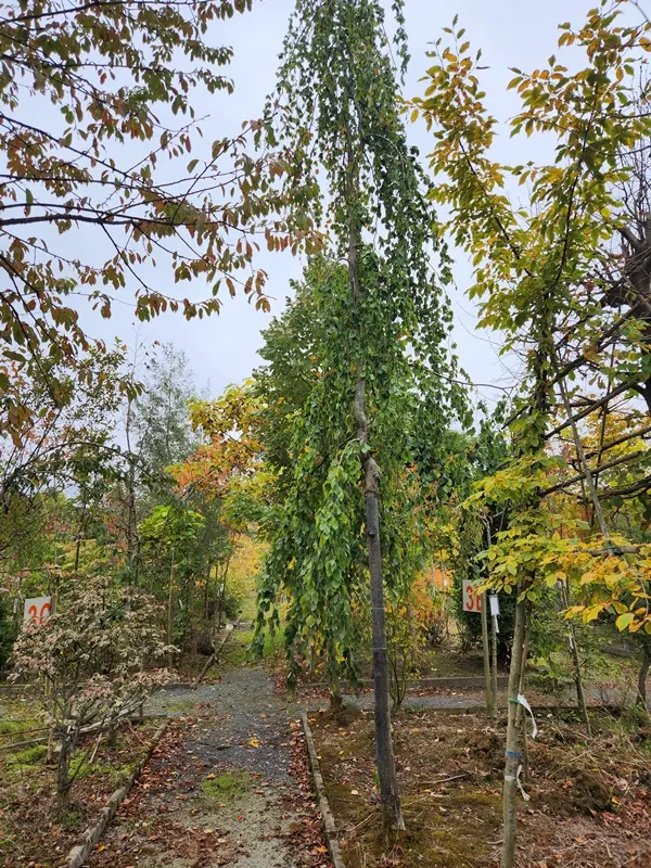 Fagus sylvatica Pendula-20251007_140415.webp