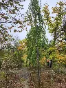 Fagus sylvatica Pendula-20251007_140415.webp