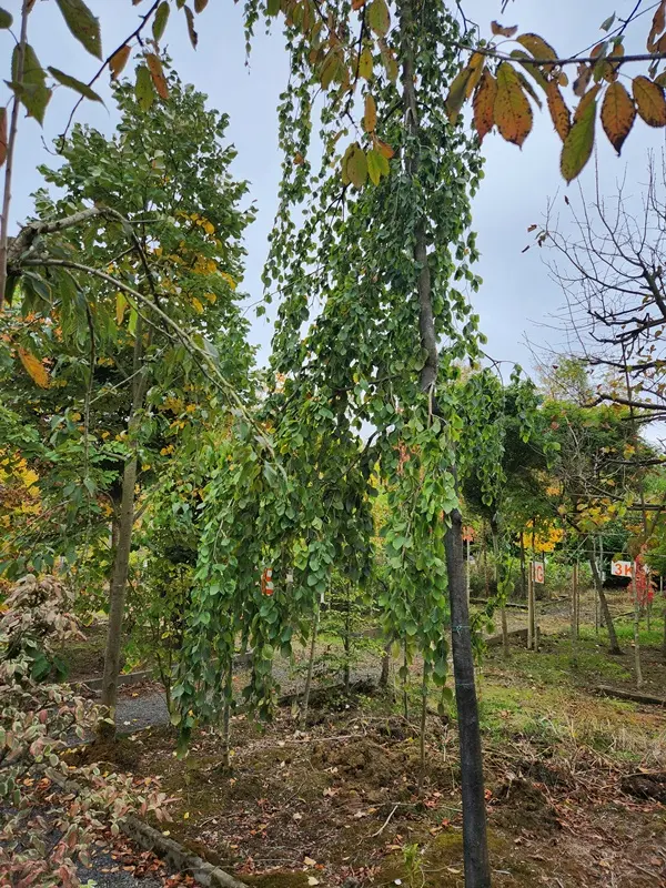 Fagus sylvatica Pendula-20251007_140435.webp