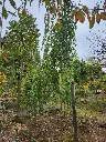 Fagus sylvatica Pendula-20251007_140435.webp