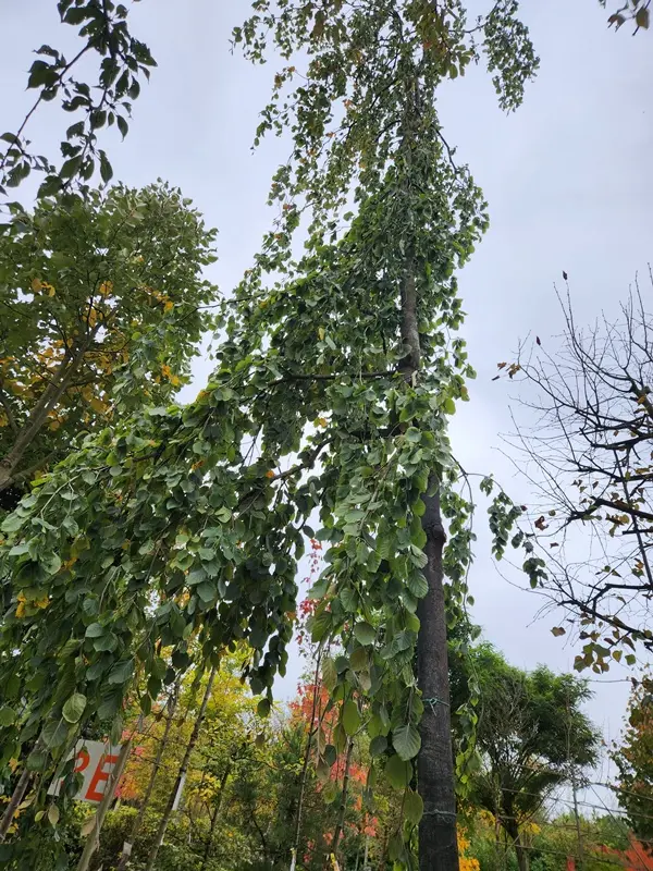 Fagus sylvatica Pendula-20251007_140455.webp