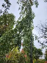 Fagus sylvatica Pendula-20251007_140455.webp