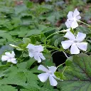 Vinca minor Alba fleurs.webp