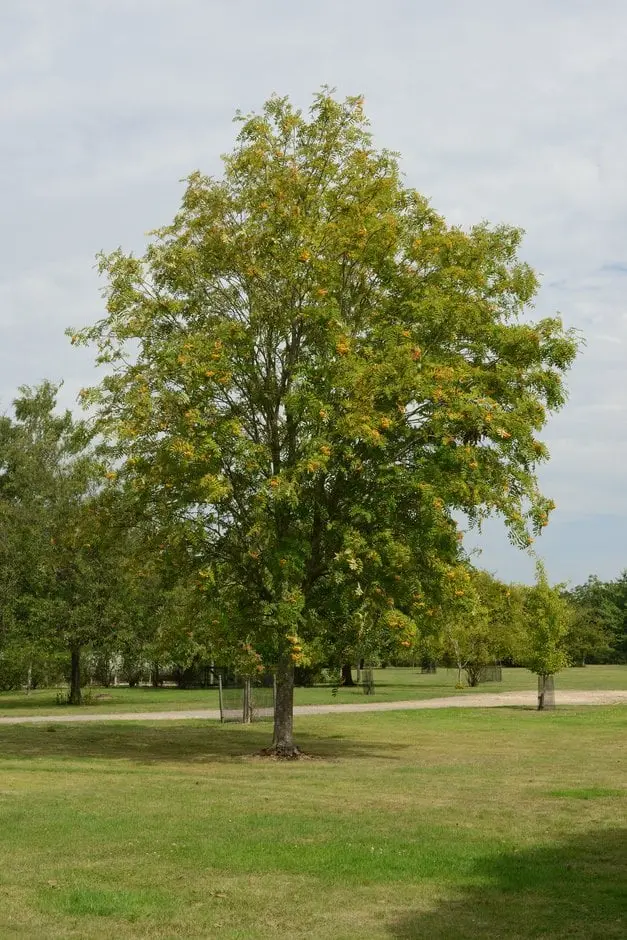 Sorbus arnoldiana Golden Wonder-1.webp