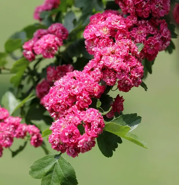 Crataegus laevigata Paul S Scarlet-fleurs.webp