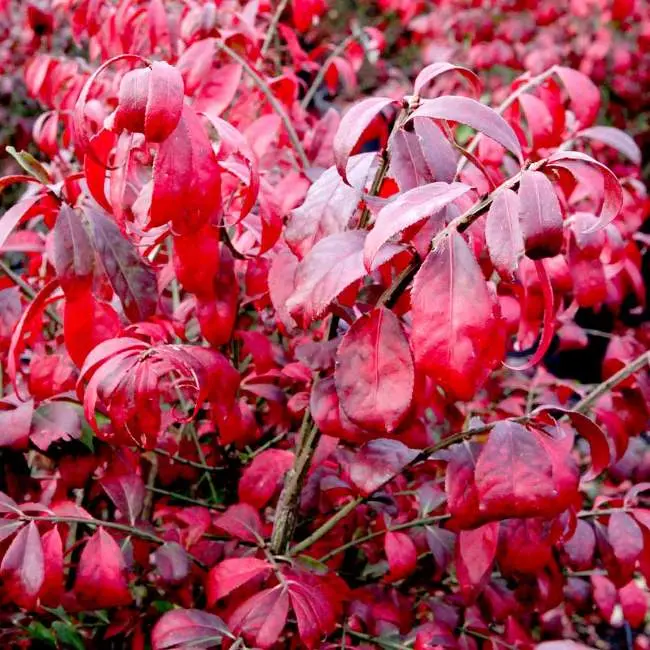Euonymus alatus Compactus-FEUIL-2.webp