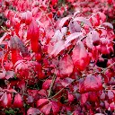 Euonymus alatus Compactus-FEUIL-2.webp