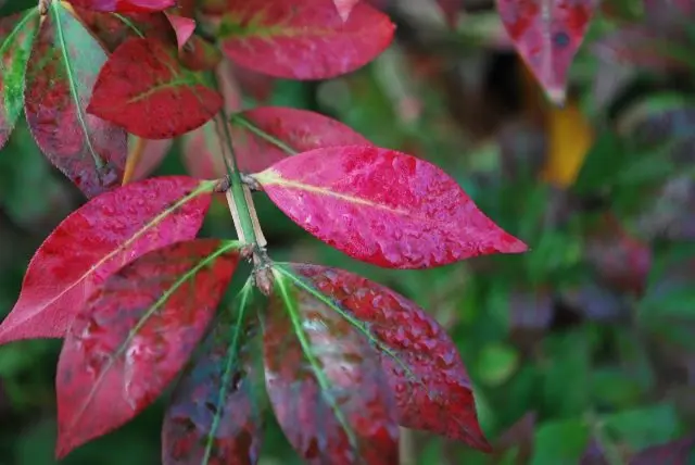 Euonymus alatus Compactus-FEUI.webp