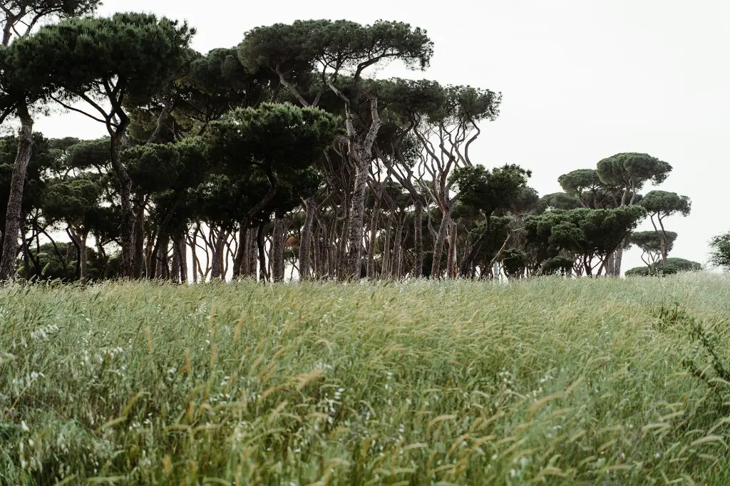 unsplash_-uoSsCpTAX8_pinus pinea.webp