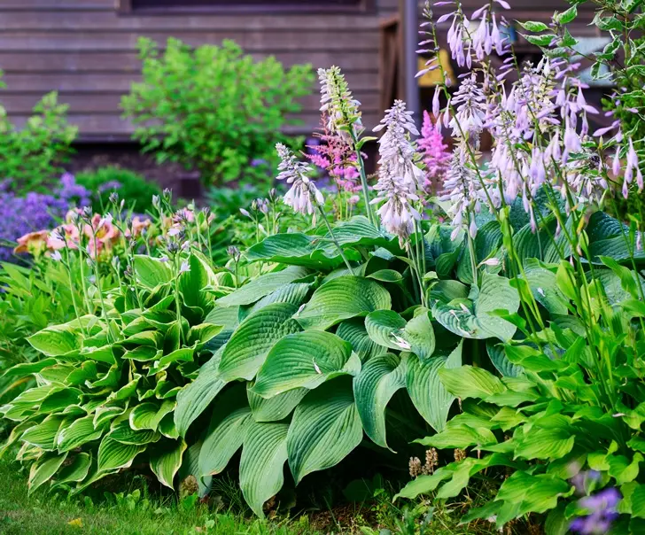 hosta-fleurs-AdobeStock_571135745.webp