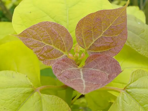Catalpa bignonioides Aurea-feuilles.webp