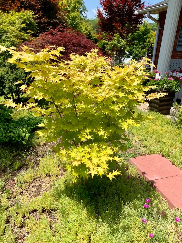 Acer palmatum Summer Gold-3.webp