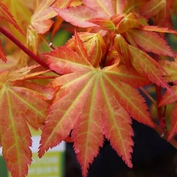 Acer palmatum Summer Gold.webp