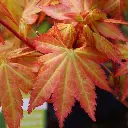 Acer palmatum Summer Gold.webp