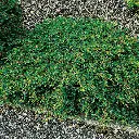 Juniperus communis Green Carpet.webp